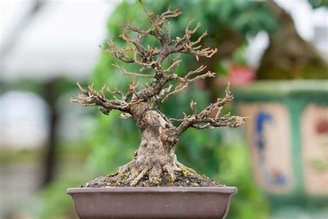 scratch test bonsai|bonsai tree dying.